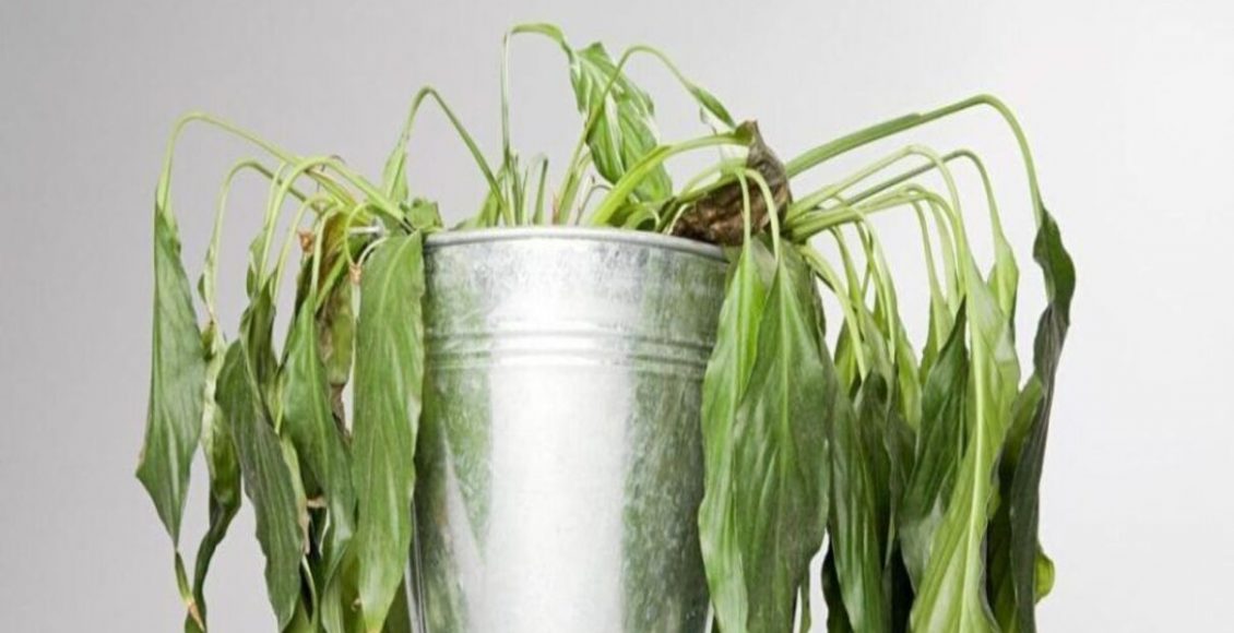 Folhas murchas: por que o alface e outras verduras estão enfraquecendo? - Fonte: Pixabay