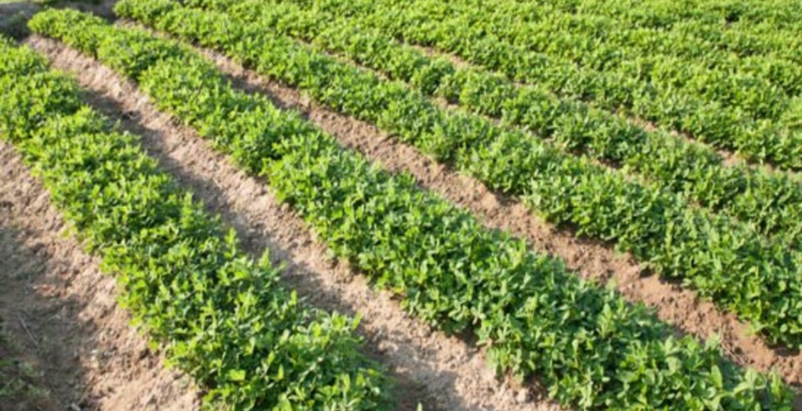 Pé de amendoim: vale a pena plantar em morro para evitar desmoronamento? Veja como cultivar - Fonte: pixabay