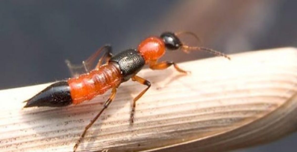 Como espantar o Potó, também conhecido como Paederus Irritans? Inseto que queima a pele e causa machucados - Fonte Pixabay