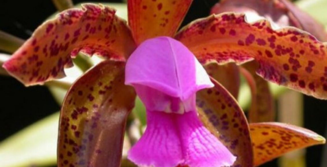 Colocar água sanitária na orquídea? Veja se isso é possível e quais os efeitos nas plantas - Fonte: Pixaaby