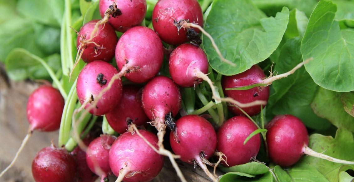 Nunca mais jogue rabanete fora! Veja essa receita mais fácil do mundo e faça agora mesmo - Fonte: Pixabay