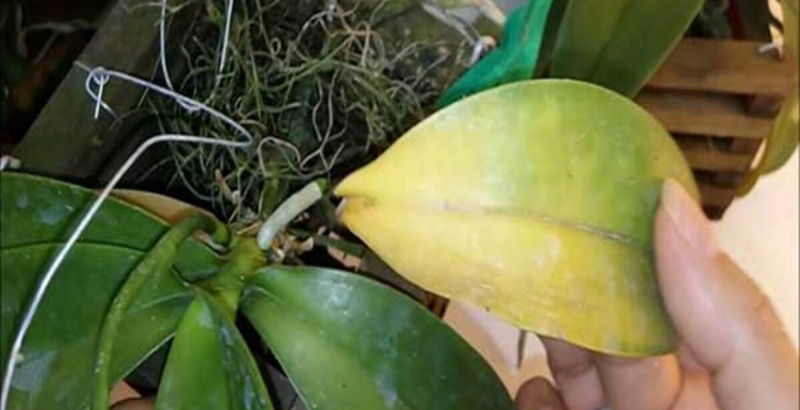 Raiz podre: o que isso significa? Tem como resolver? Saiba tudo sobre o assunto neste artigo - Fonte: Pixabay