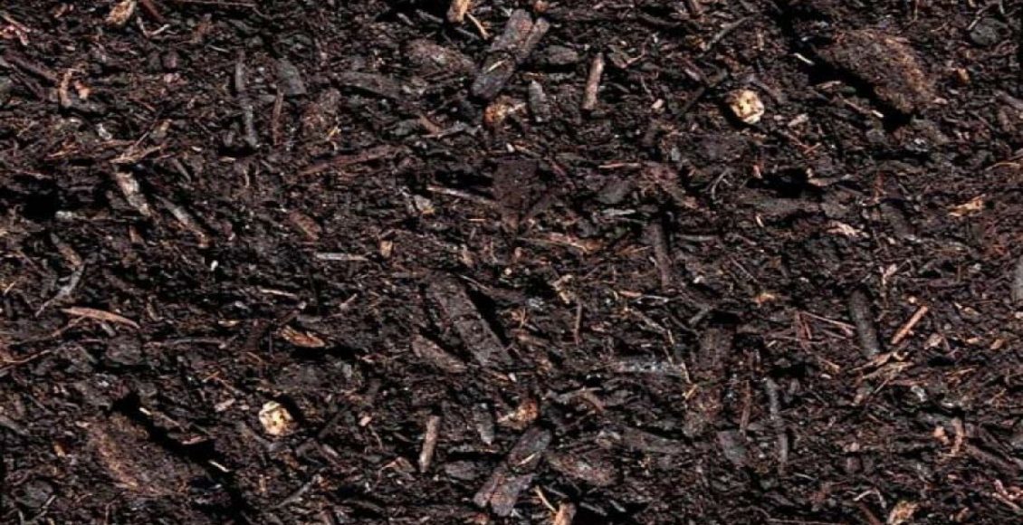 Húmus de Minhoca: veja como fazer o substrato em casa e com poucos passos aqui - Fonte: Canvas