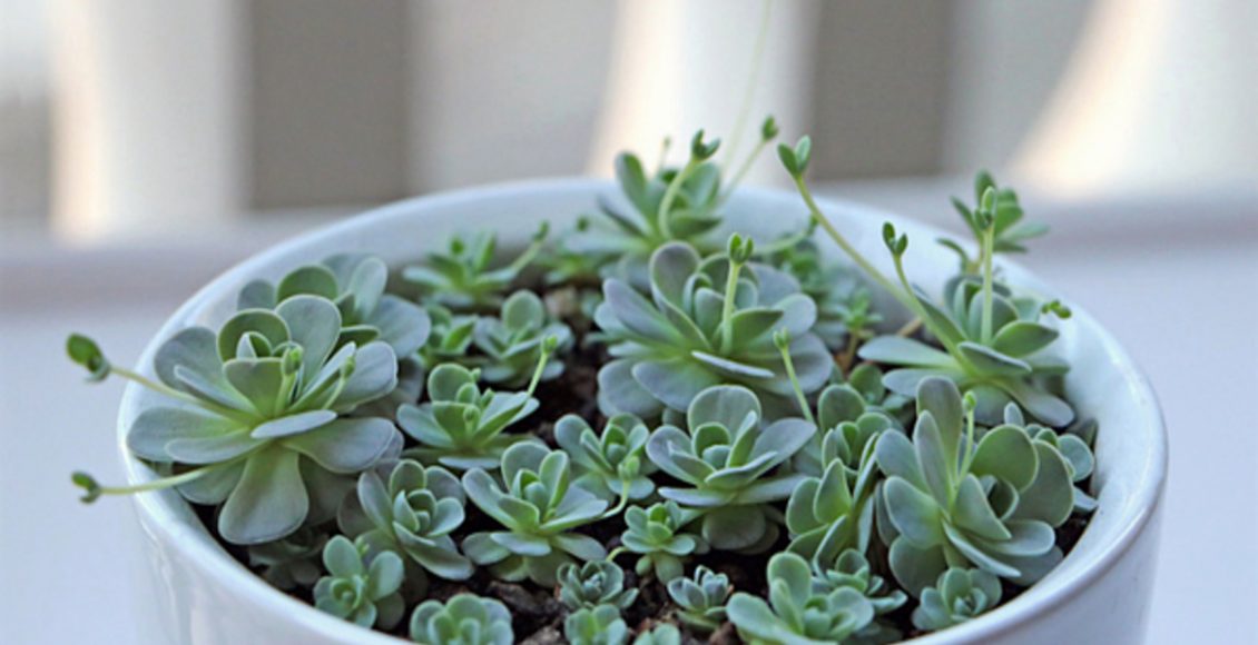 Como cultivar Rosinha-de-pedra? Veja dicas práticas sobre tipo de solo e rega da flor - Fonte: Canvas