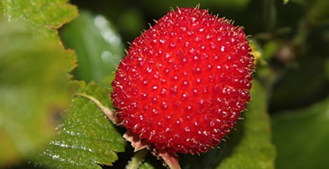 Como cultivar Amora-vermelha? veja dicas práticas para o seu jardim sempre ter frutinhas - Fonte: Pixabay