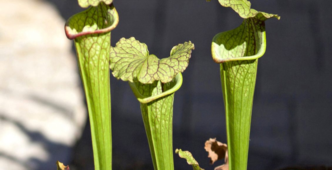 Como cultivar Sarracenia em casa? Veja como ter a planta carnívora - Fonte: Pixabay