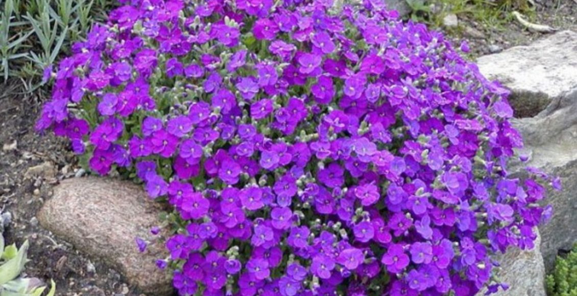 Aubrietia: veja como cultivar essa planta em casa de forma simples e sem dificuldade - Fonte: Pixabay