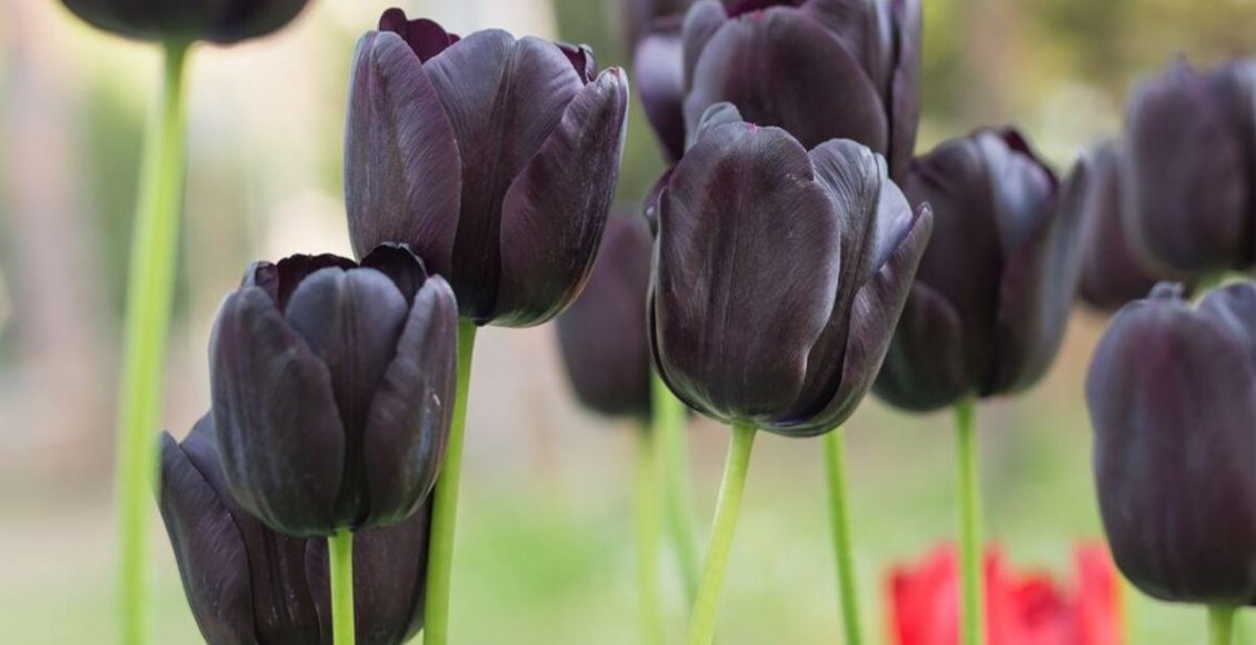 Dicas de ouro de como cultivar Tulipa negra (Rainha da Noite); veja quais são! - Fonte: Pixabay