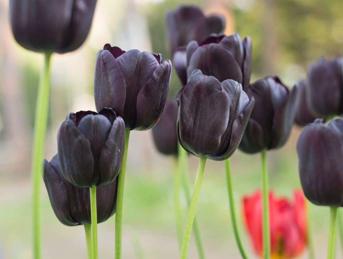 Dicas de ouro de como cultivar Tulipa negra (Rainha da Noite); veja quais são! - Fonte: Pixabay