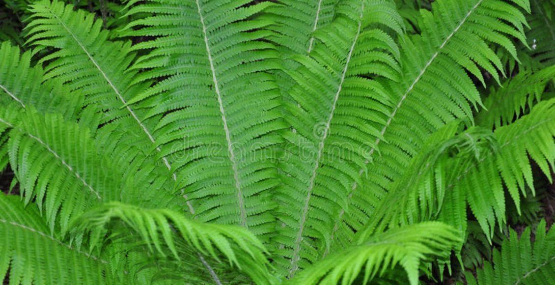 Como cultivar Avestruz samambaia? Veja dicas práticas do dia a dia e como manter a planta -Canvas