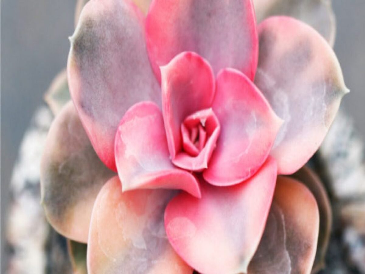 Como cultivar Rosa-suculenta? Veja as dicas mais fáceis do mundo para fazer todo o processo em casa - Fonte: Pixabay