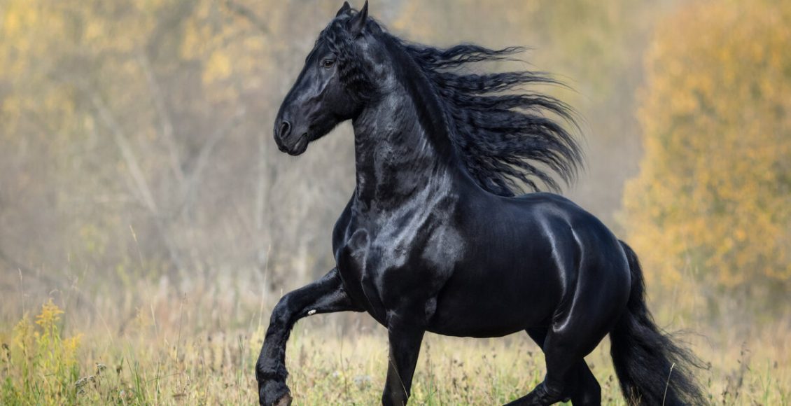 Como fazer shampoo caseiro para cavalo: faça os pelos crescerem mais rápidos com essa mistura - Fonte: Pixabay