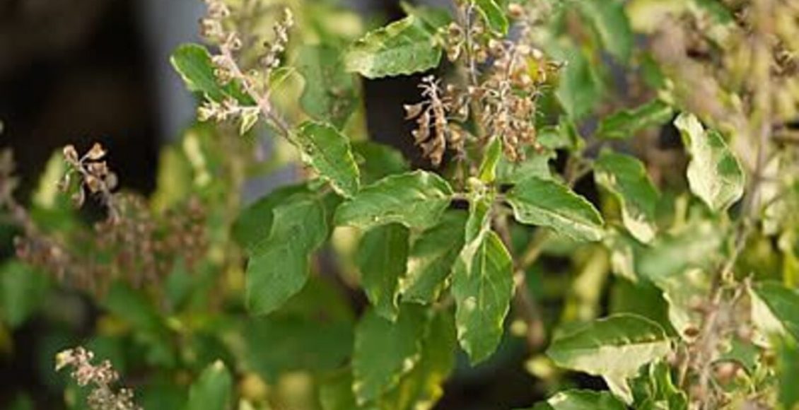 Como cultivar Manjericão-santo? Veja dicas práticas para ter a planta asiática em casa - Canvas