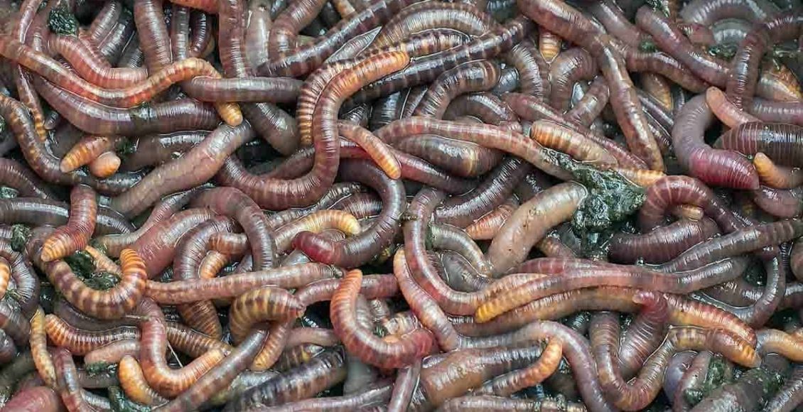Como atrair minhocas para a horta? Veja dicas para produzir húmus de forma totalmente natural - Fonte: Canva