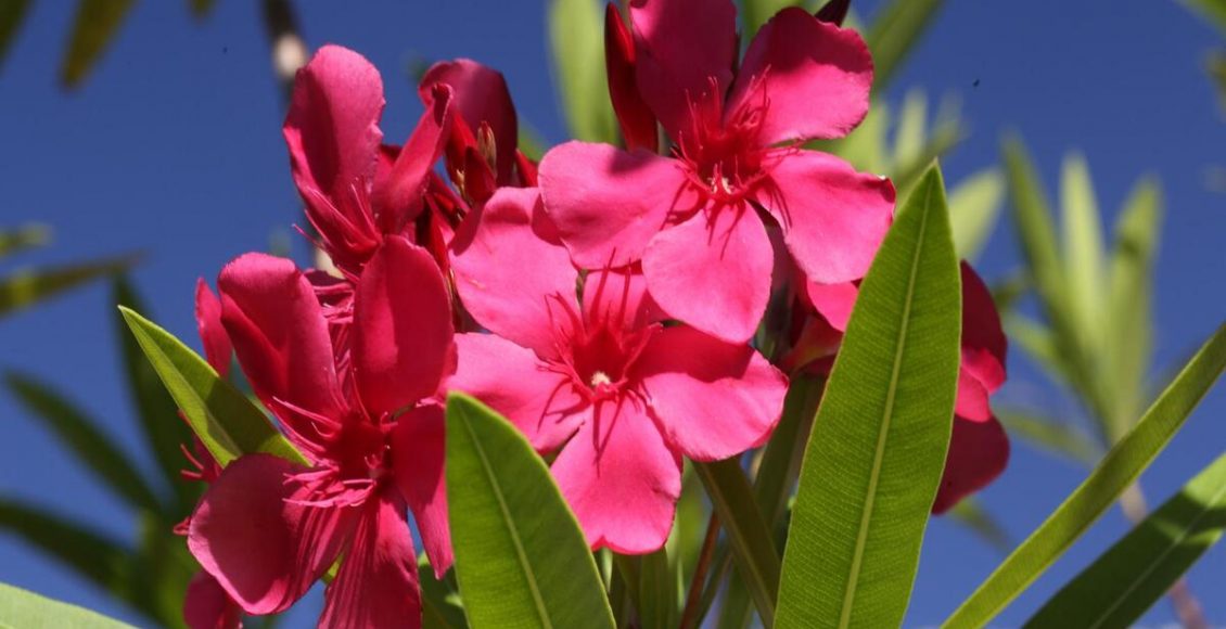 Como cultivar a Nerium Oleander? Veja dicas práticas para o seu dia a dia e cuidados - Fonte: pixabay
