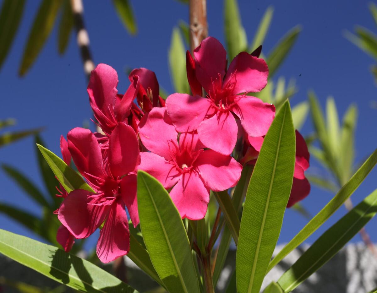Como cultivar a Nerium Oleander? Veja dicas práticas para o seu dia a dia e cuidados - Fonte: pixabay