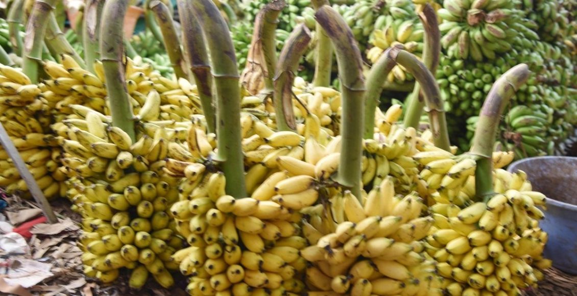 Banana- Reprodução Canva