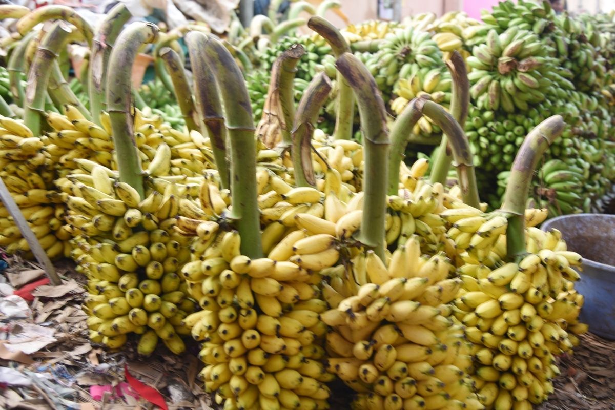 Banana- Reprodução Canva