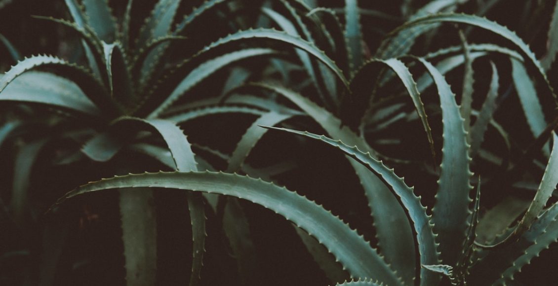 Babosa e óleo de coco: qual a melhor? Aprenda como aplicá-las ao cabelo (imagem: pexels)