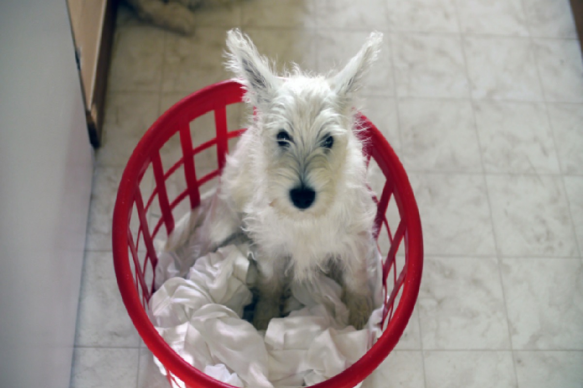 Pode lavar roupa de cachorro na máquina? Veja dicas para cuidados com as peças (Foto: Canva Pro)