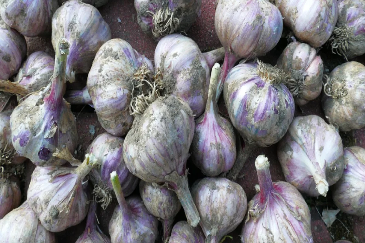 Cultivo de alho Foto Reprodução Pixabay