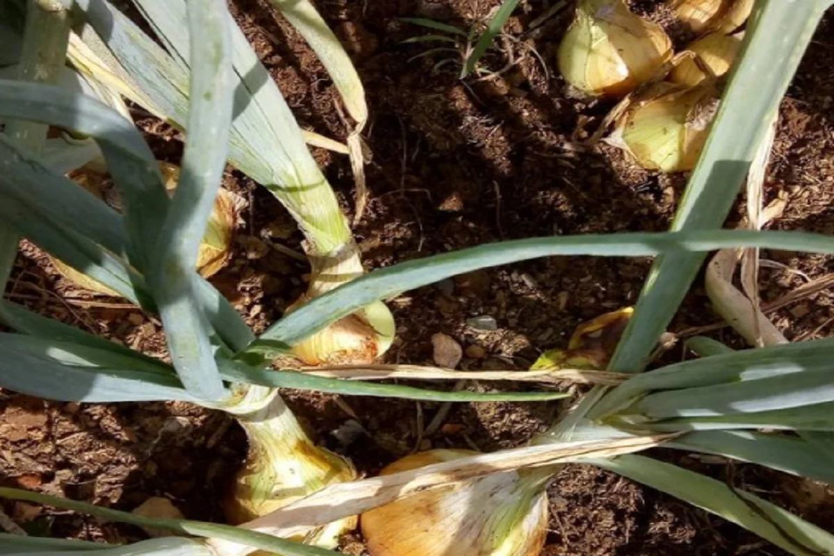 Plantar cebola: aprenda todas as dicas importantes para ter sucesso no seu cultivo