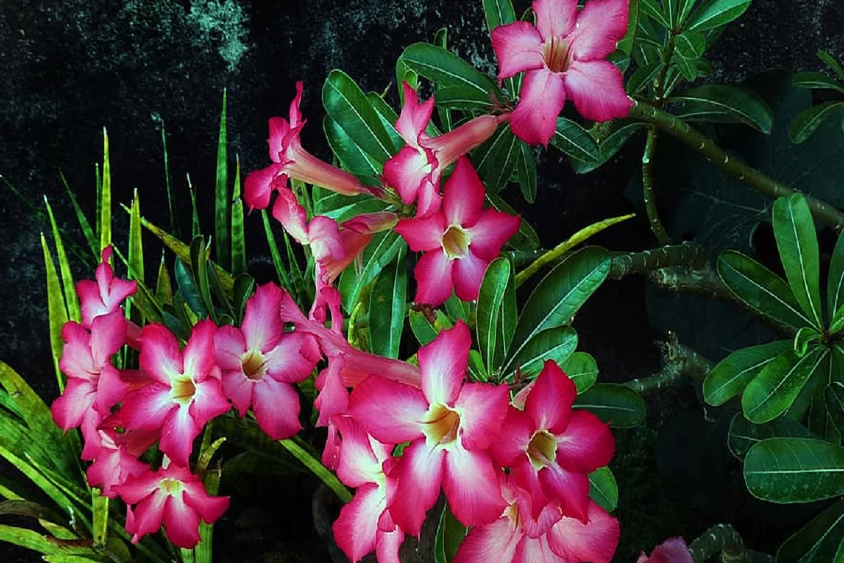 Rosa do deserto Foto Reprodução Pxfuel