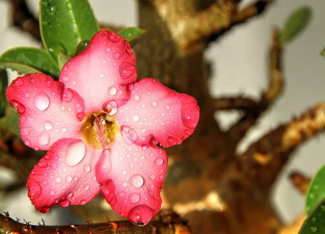 Adubo orgânico para Rosa do Deserto: um jeito diferente de reaproveitar a matéria orgânica para as plantas