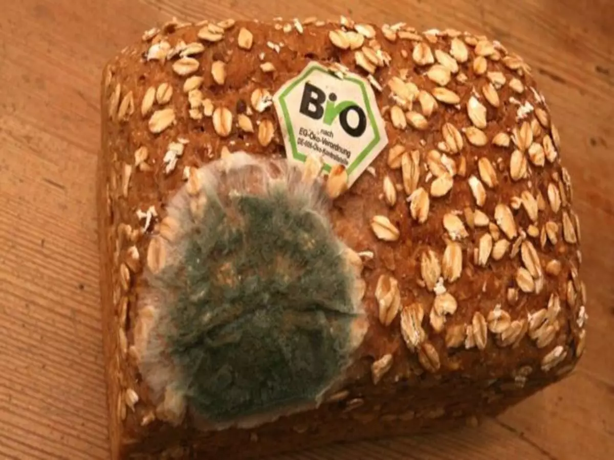 Comer pão mofado é seguro? Tem como reaproveitar e não jogar fora? - Fonte: Pixabay
