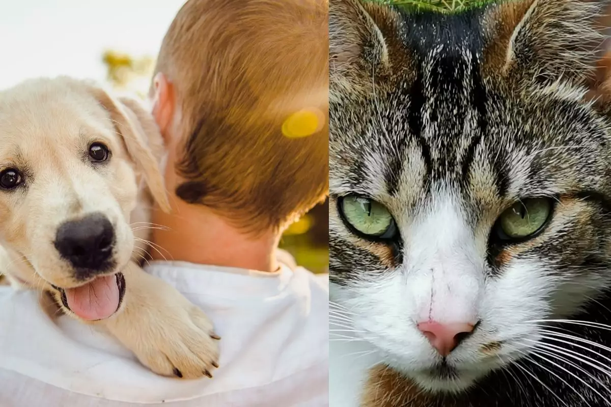 Cuidados com os Pets - Reprodução Canva
