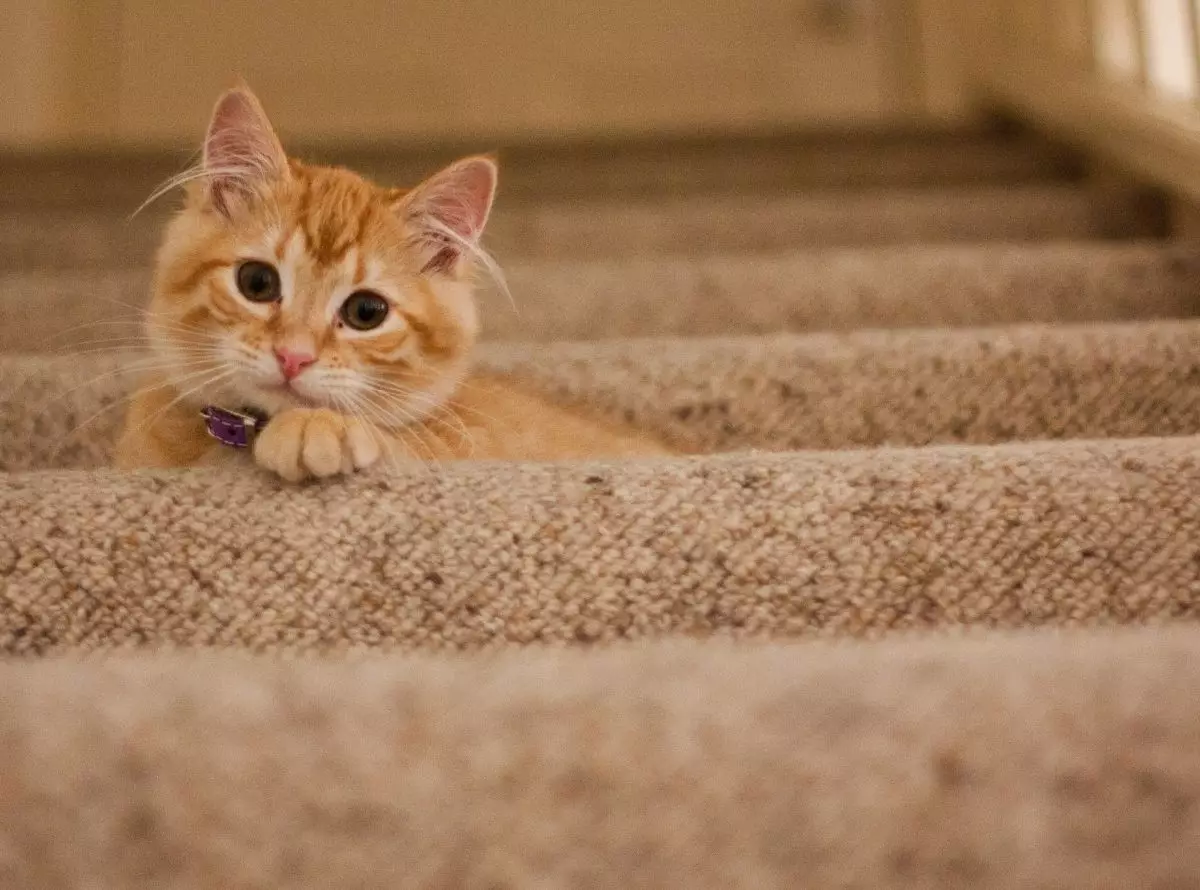 Dicas de como fazer brinquedos para gatos (Foto: Reprodução/Canva)