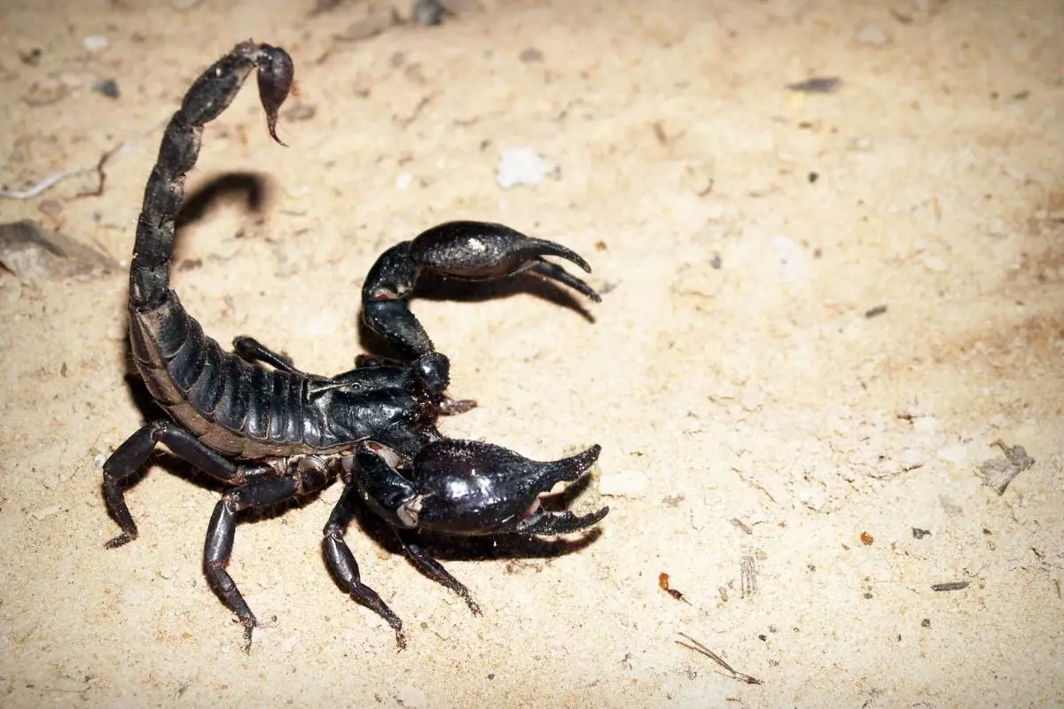 Escorpião - Reprodução Canva