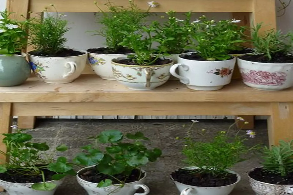 Horta de temperos, cultive temperos frescos em um espaço reduzido - google