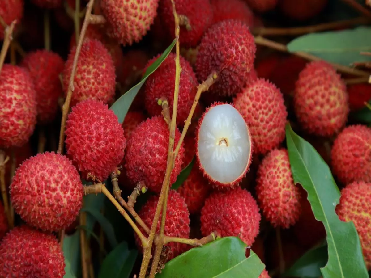 Como Plantar Lichia: veja todo o passo a passo + dicas importantes