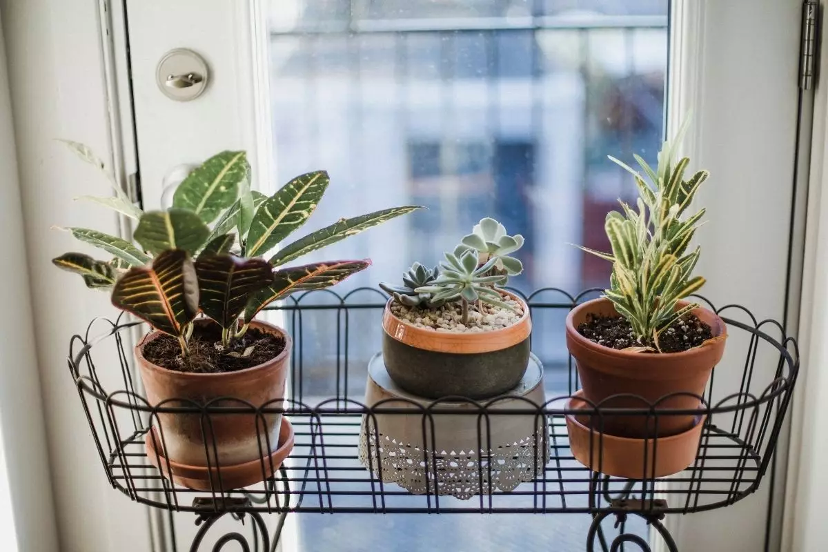 Plantas - Reprodução Canva (4)