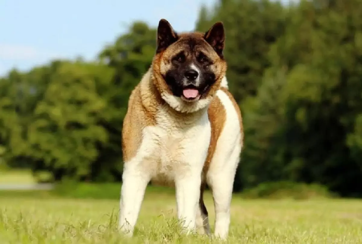Dicas de como cuidar de um akita americano (Foto: Red Dragonsoul/flickr)