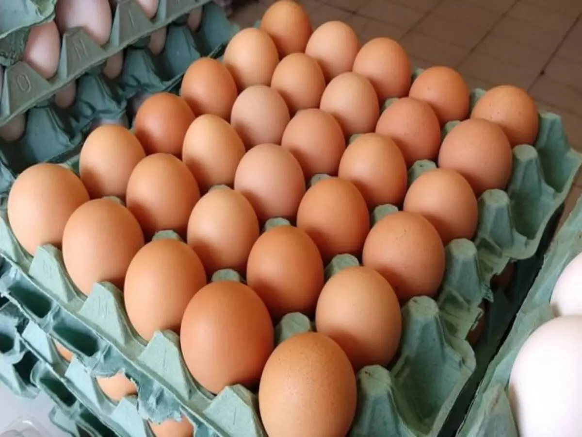 Pó de casca de ovo: como fazer para nutrir as plantas e substituir o fertilizante