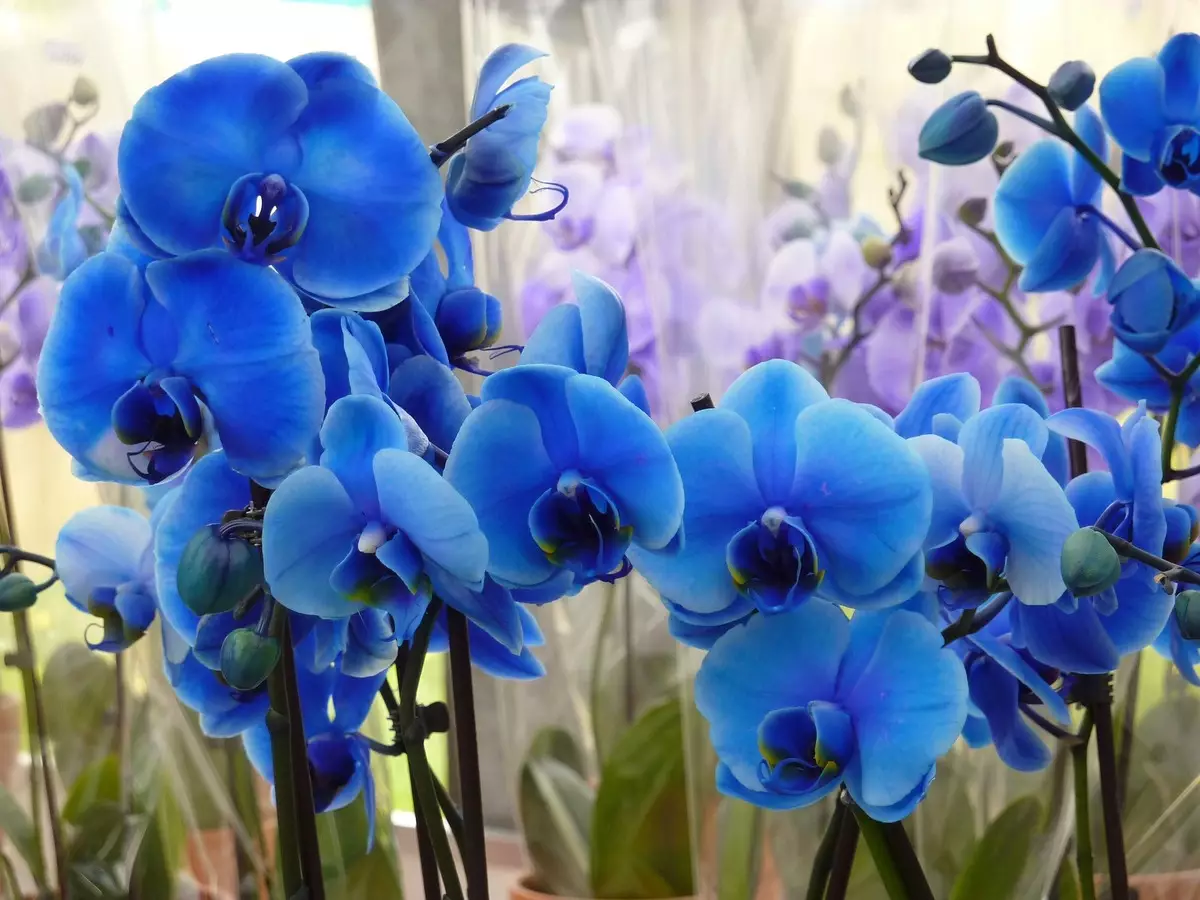 Orquídea azul - Pixabay