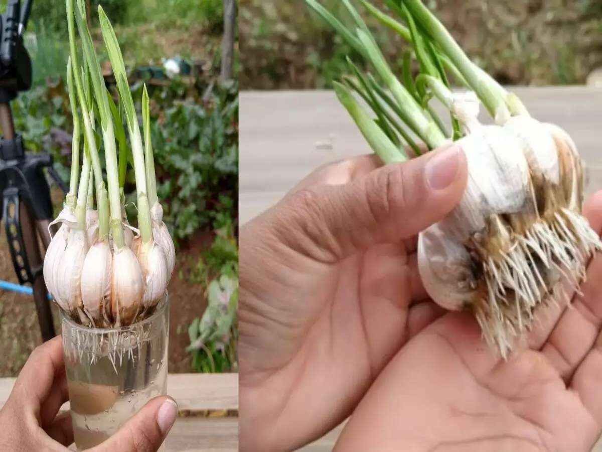Como plantar alho: veja passo a passo e dicas para manter os pés