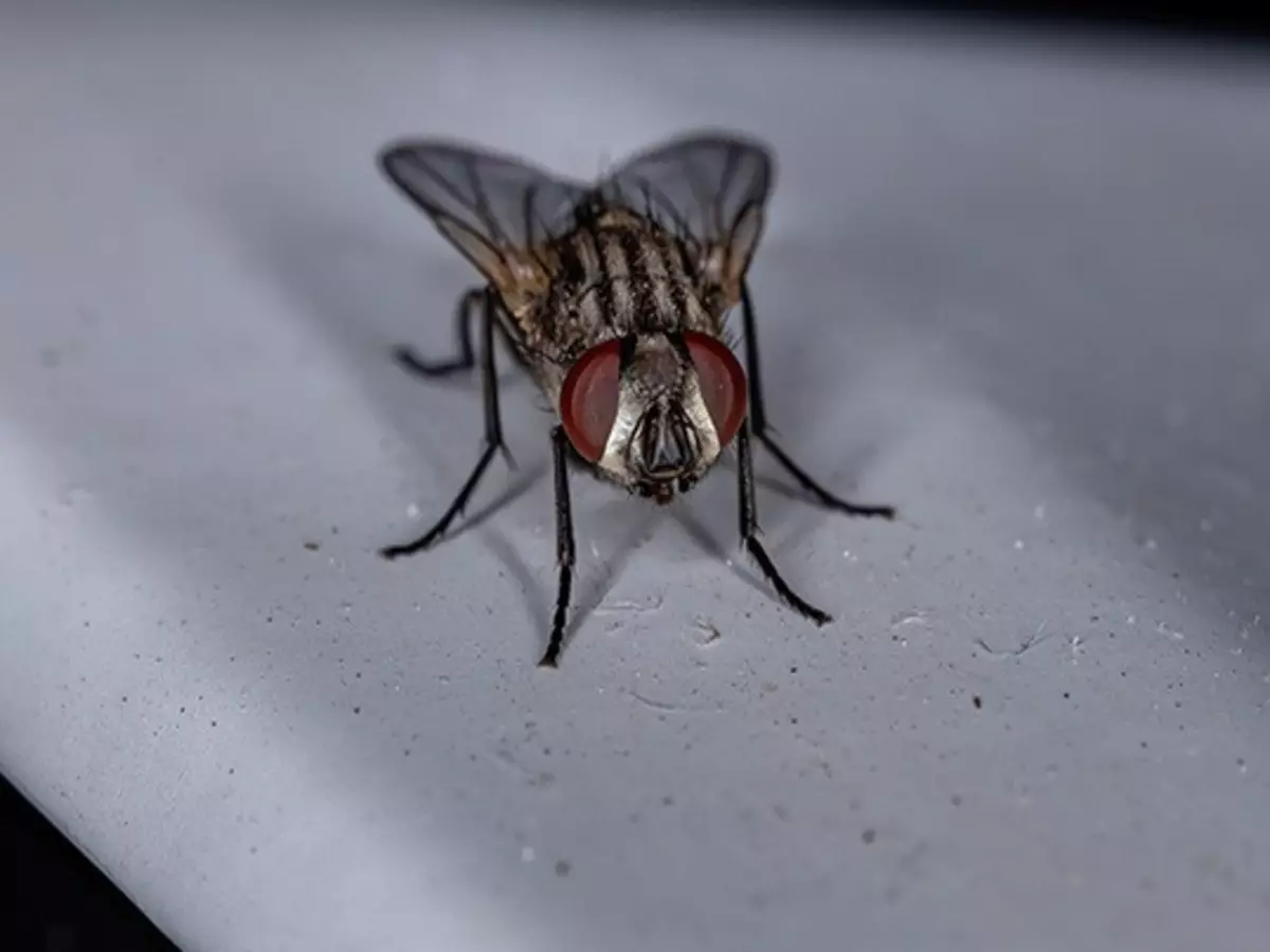Dicas de como espantar as moscas para longe de casa - saiba! - Fonte: pixabay
