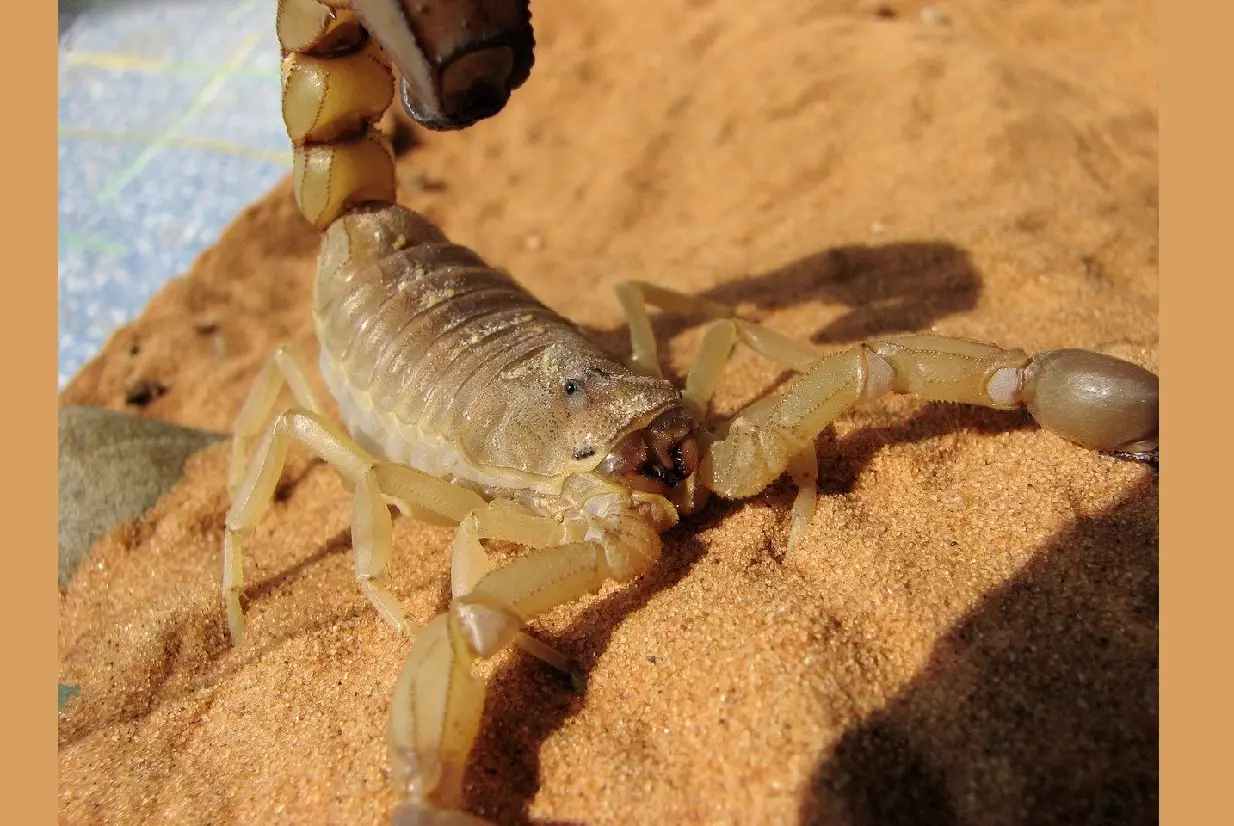 Escorpião - reprodução canva