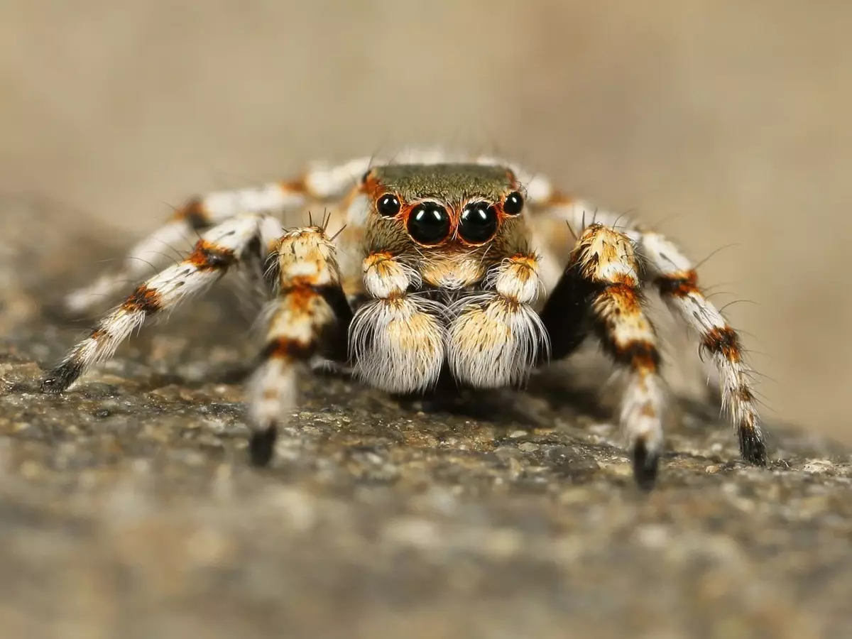 Teias de aranha podem aparecer em todos os tipos de residência e é algo bastante comum. No entanto, pode atrapalhar, e muito, a aparência da residência - Fonte: pixabay