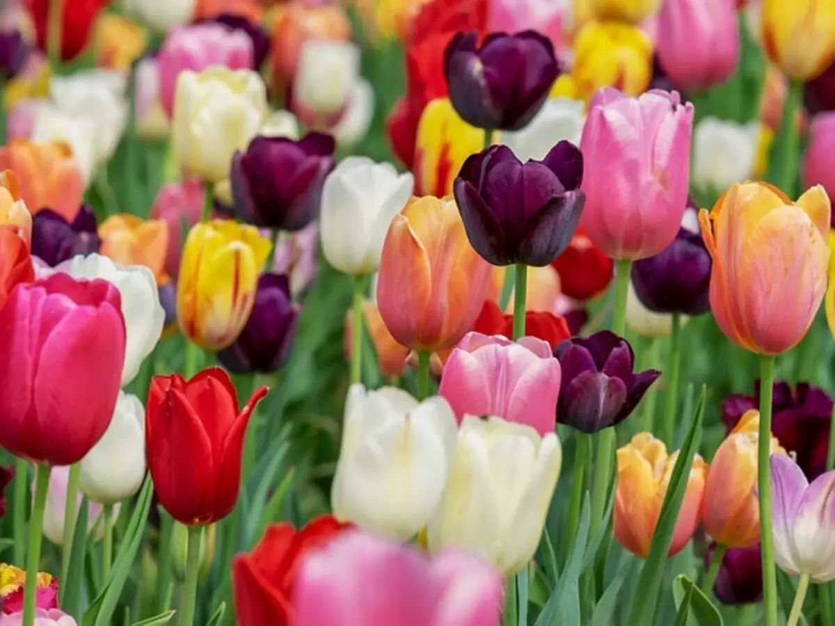 O que plantar em março: flores, hortaliças e muito mais aqui! - Fonte: Pixabay