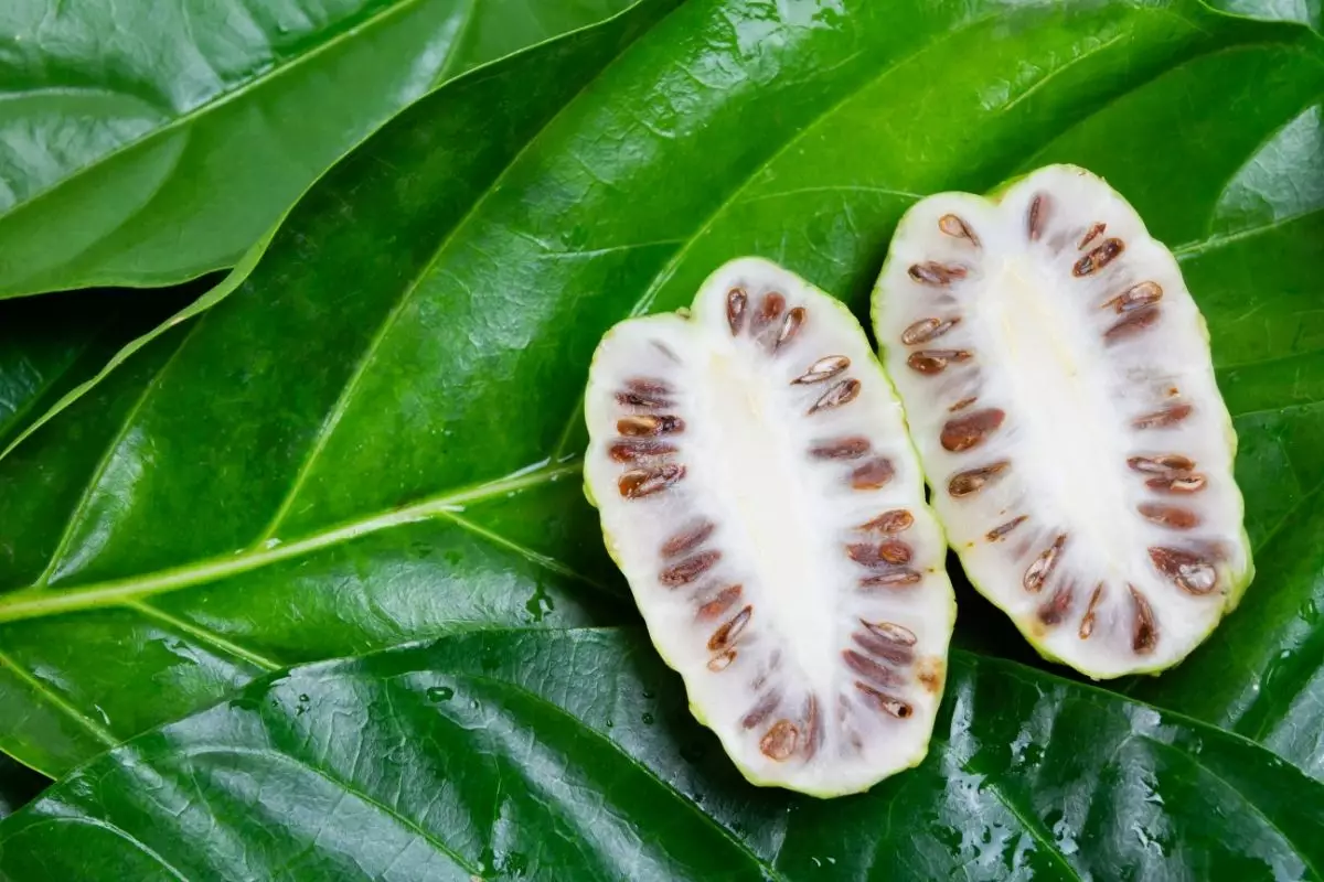 Como plantar Noni em casa: conheça a fruta com cheiro de queijo