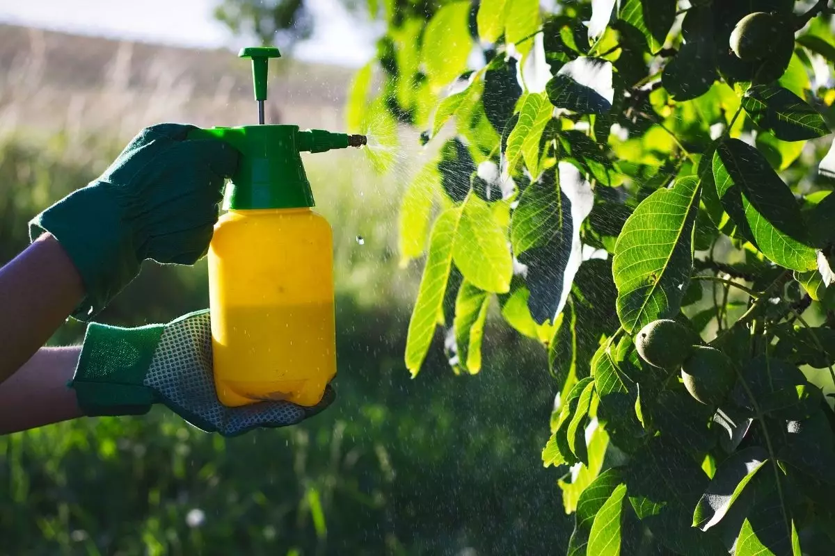 Inseticida caseiro natural - Reprodução Canva