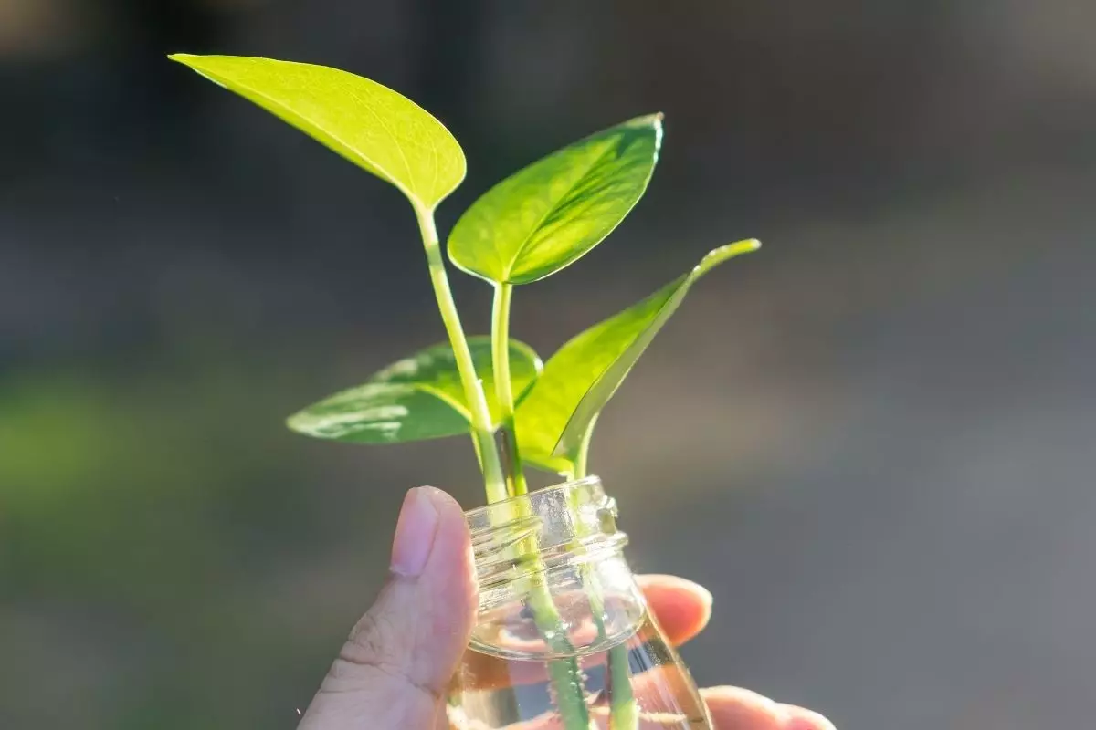 Planta em garrafa pet - Reprodução Canva