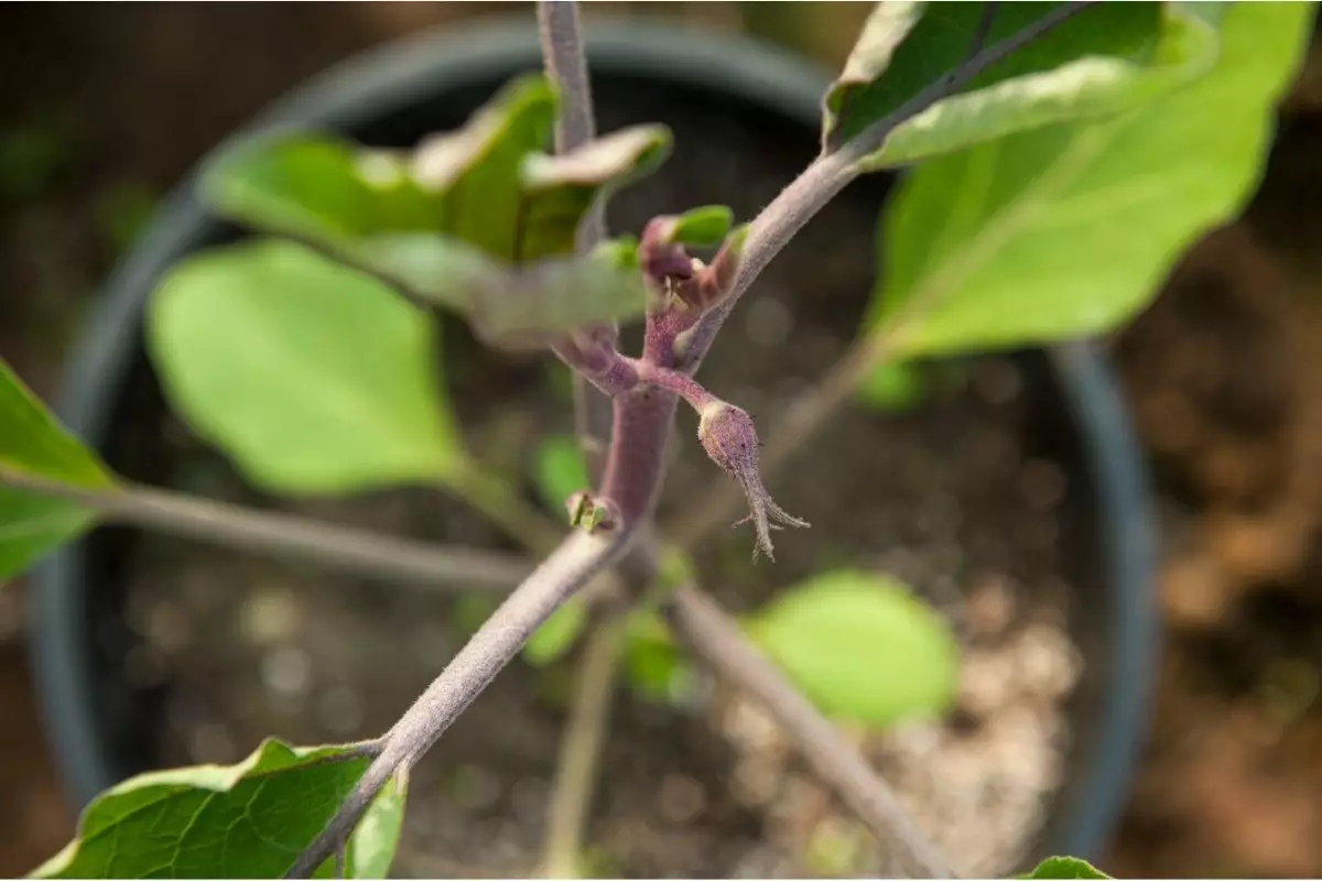 Plante jiló em casa! Aprenda o passo a passo, desde a semeadura até a colheita - Reprodução Canva (2)