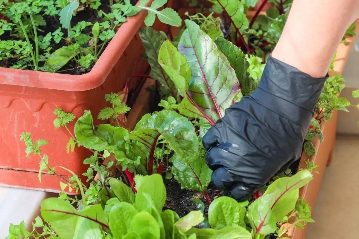 Preparar a sua horta caseira para cultivar hortaliças, temperos e chás - Canva