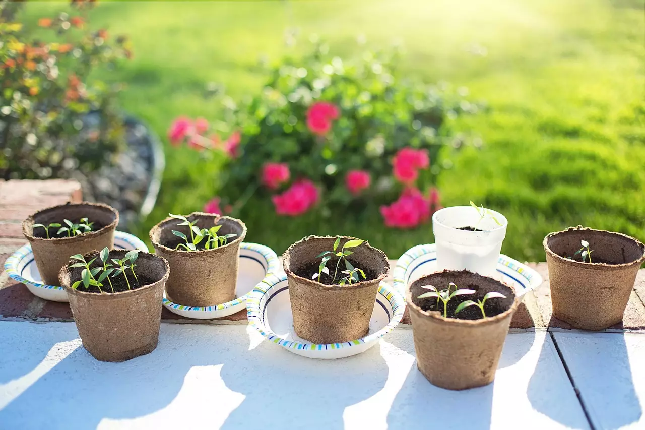 Vasinhos de tempero; aprenda a cultivar as ervas que mais gosta na sua cozinha - Reprodução Pixabay (2)