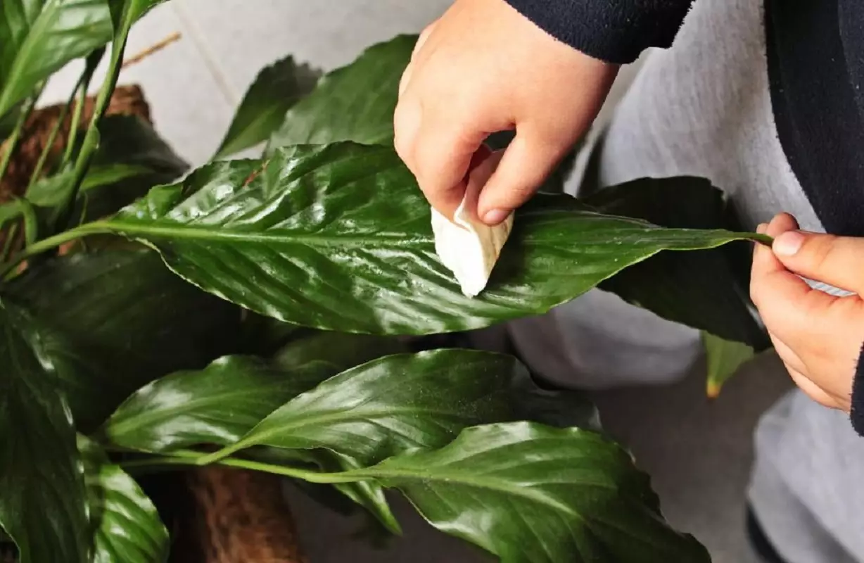 Aprenda a limpar suas plantas: veja como esse cuidado é importante - Reprodução: Pixabay